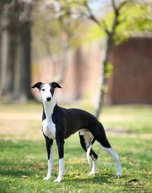 惠比特犬:古老的追猎血统,现代的家庭伴侣,惠比特犬:细长身形,爆发力惊人,竞速赛场上的明星