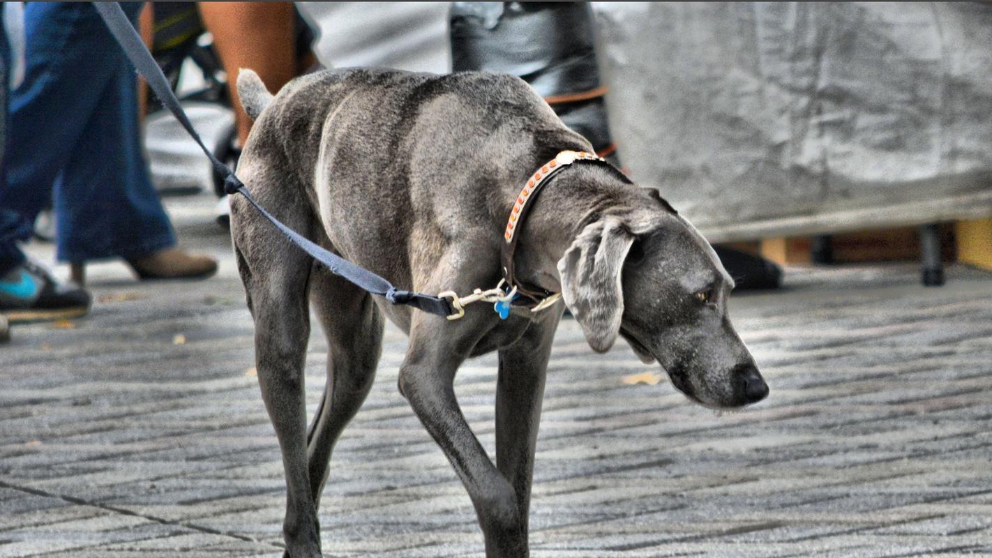 惠比特犬:古老的追猎血统,现代的家庭伴侣,惠比特犬:细长身形,爆发力惊人,竞速赛场上的明星