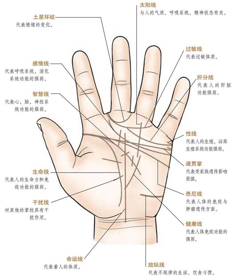 手相环纹数量解码,野山参生存环境中的环纹奥秘