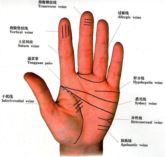 手相环纹数量解码,野山参生存环境中的环纹奥秘