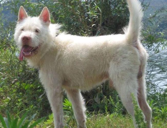探秘贵州下司犬的起源与文化,揭秘下司犬为何成为中国唯一的世界级猎犬品种