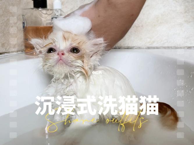 探究猫与黄桃的关联,猫咪吃黄桃的潜在风险与好处
