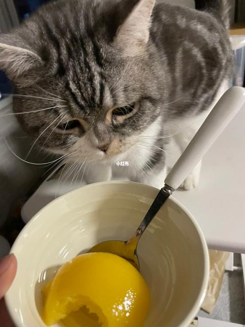 探究猫与黄桃的关联,猫咪吃黄桃的潜在风险与好处