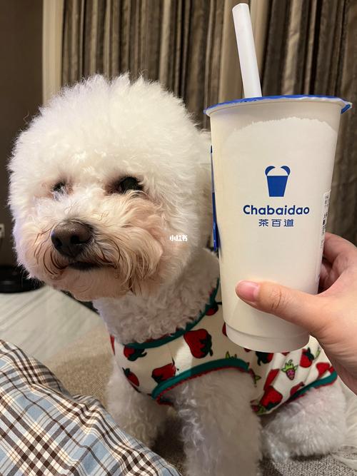 揭秘奶茶对狗狗的致命威胁,奶茶中的哪些成分对狗狗有害