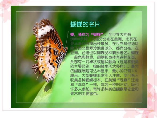 揭秘蝴蝶的秘密,探寻蝴蝶色彩斑斓的奥秘