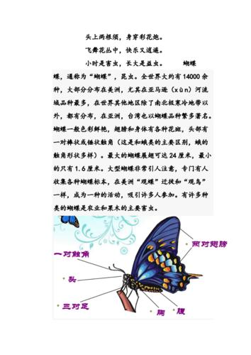 揭秘蝴蝶的秘密,探寻蝴蝶色彩斑斓的奥秘