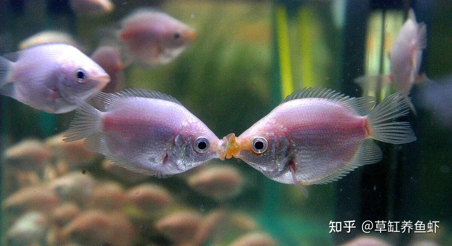 揭秘鱼类亲吻的科学依据,从亲吻鱼中探寻爱情的真谛