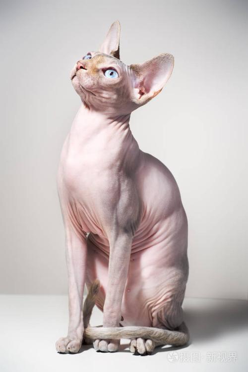 斯芬克斯猫价格受限繁育困难,斯芬克斯猫价格根据品质有所差别