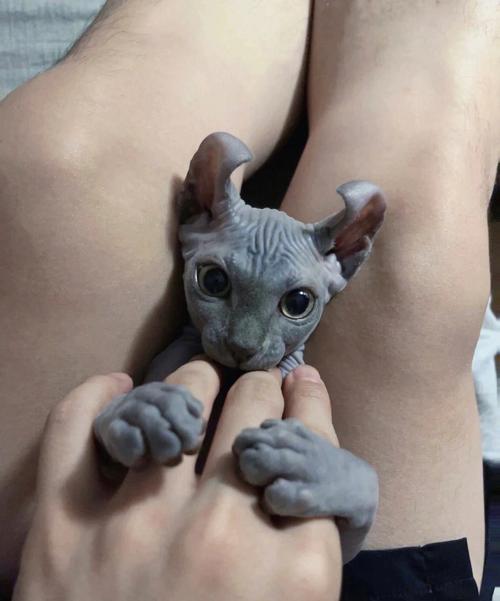 斯芬克斯猫多少钱一只,斯芬克斯猫价格区间及影响因素