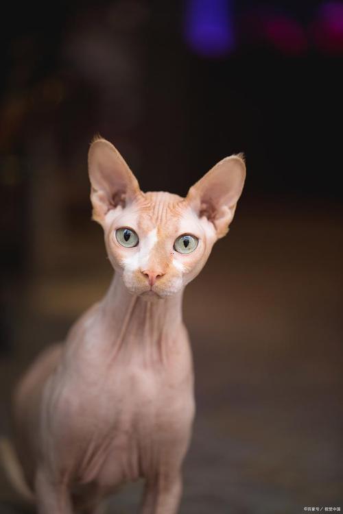 斯芬克斯猫多少钱一只,斯芬克斯猫价格区间及影响因素