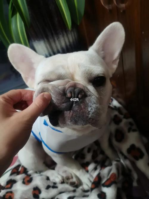柿饼对狗狗的危害,狗狗能不能吃柿饼