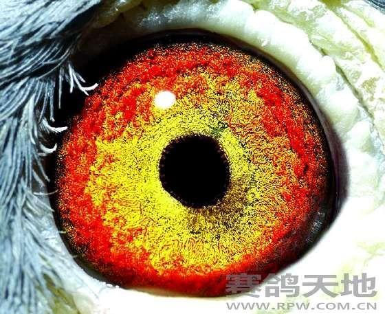 桃色肌肉的评判标准,鸽子眼睛中的神秘色彩