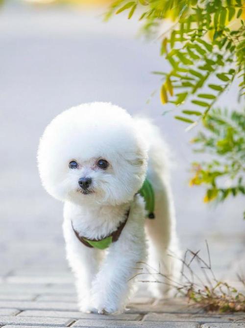 比熊犬可以适量食用花生,比熊犬不能食用哪些常见的食物