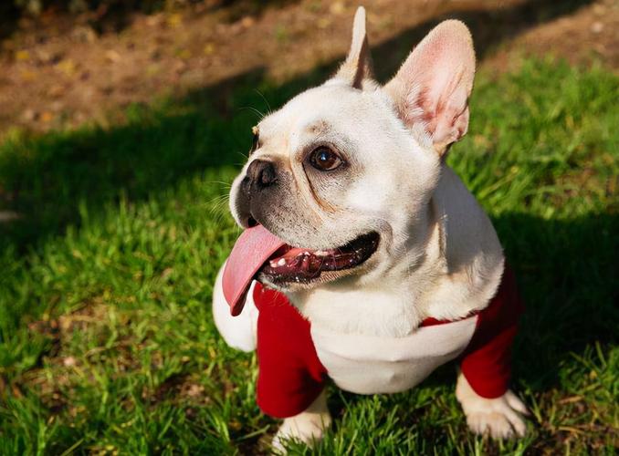 法国斗牛犬的温顺与安逸,体格健壮忠诚护主的法国斗牛犬