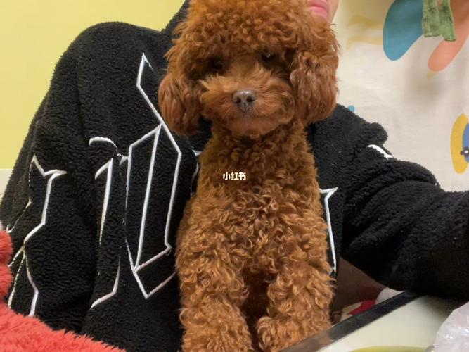 泰迪犬能吃瓜子仁吗,泰迪犬食用瓜子仁的好处和禁忌