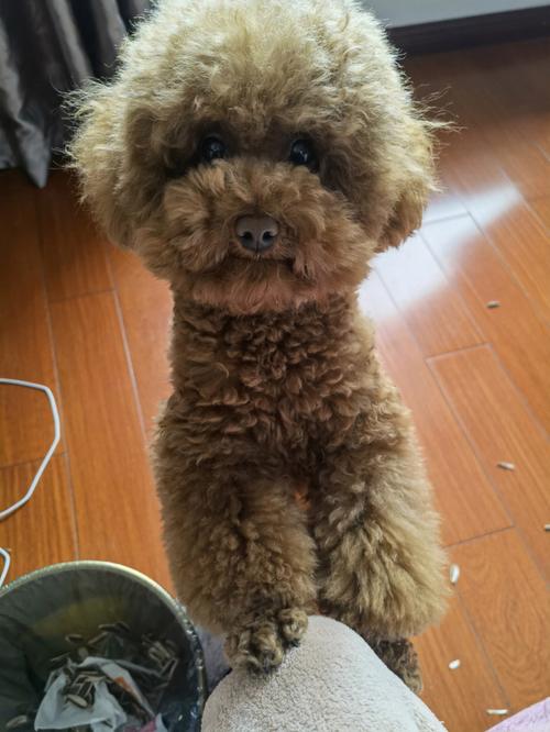 泰迪犬能吃瓜子仁吗,泰迪犬食用瓜子仁的好处和禁忌