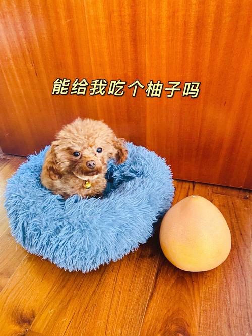泰迪犬食用柚子的注意事项,泰迪犬食用柚子可能产生的不良后果