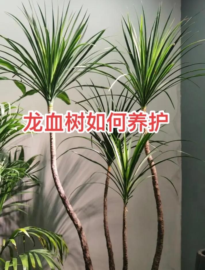 浅谈龙血树的药用价值和安全使用指南,探究龙血树的毒性来源和安全养殖方法