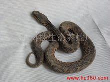 潮汕十大毒蛇:白眉蝮蛇潜伏山林,遇见请绕道而行,白眉蝮蛇:中国毒蛇家族的成员,分布广泛,毒性剧烈
