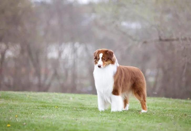 澳大利亚牧羊犬,独树一帜的澳大利亚牧羊犬