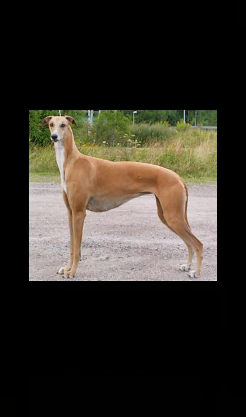 灵缇犬作为宠物的优点,灵缇犬不适合新手饲养的原因