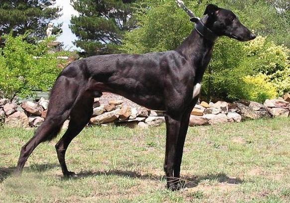灵缇犬-风驰电掣的陆上猎风,灵缇犬-未曾改变的古埃及猎犬