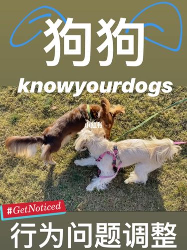 狗欢:学习与狗狗沟通的技巧,建立深厚的情感连接,狗欢:探索狗狗喜爱的玩具和游戏,打造快乐玩耍时光