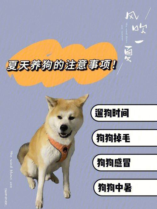 狗狗的夏季护理,夏天如何为狗狗提供阴凉通风的环境