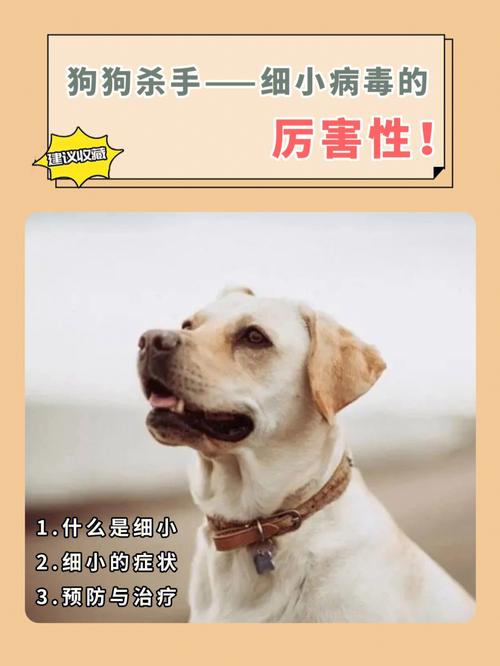 狗狗细小病毒病的传染途径与特点,细小病毒对狗狗的严重影响及救治策略