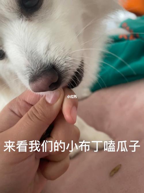 狗狗能不能吃瓜子,狗狗吃瓜子会怎么样