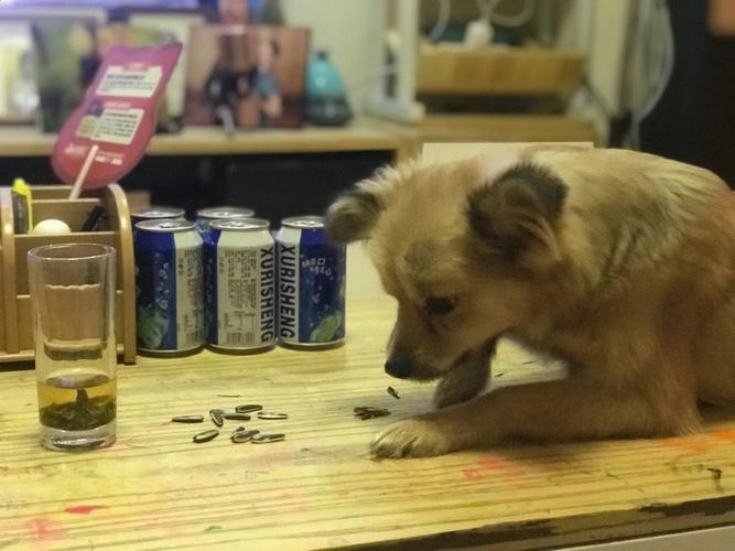 狗狗能不能吃瓜子,狗狗吃瓜子会怎么样