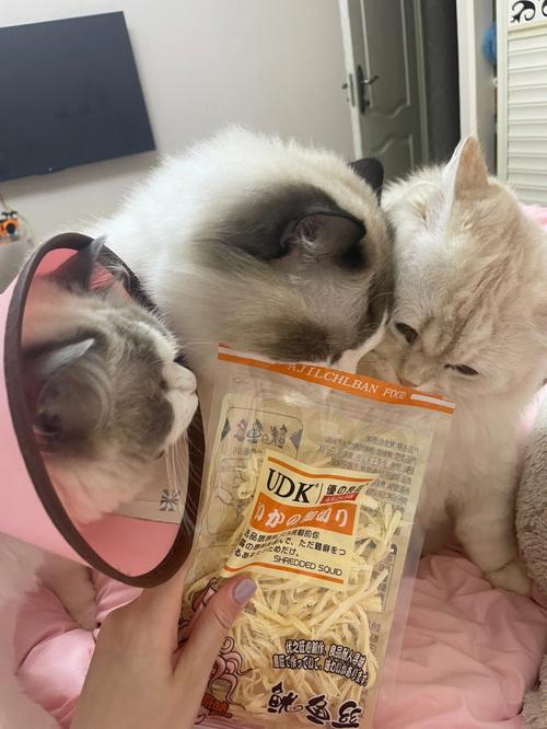 狗狗能吃鱿鱼丝吗,但你真的应该给它吃吗