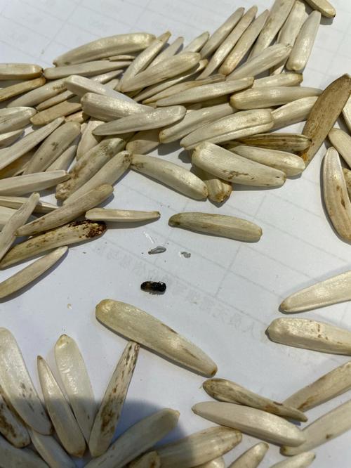 狗狗谨慎食用瓜子仁,避免给狗狗食用炒制瓜子仁
