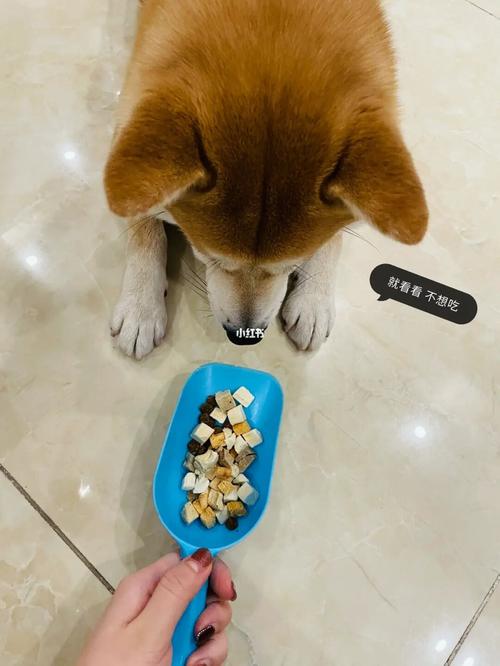 狗狗谨慎食用瓜子仁,避免给狗狗食用炒制瓜子仁
