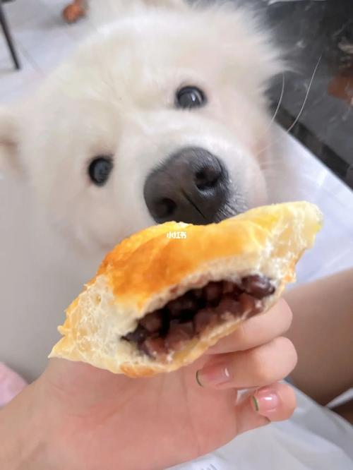狗狗进食红豆的益处与注意事项,红豆作为狗狗饮食补充食品的优势与限制