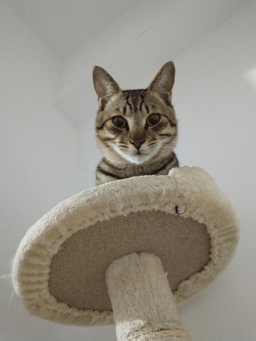 狸猫换太子里的主角,中华狸花猫的真实身份和故事