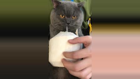 猫咪对椰汁的喜爱,迷恋椰子汁水的猫咪