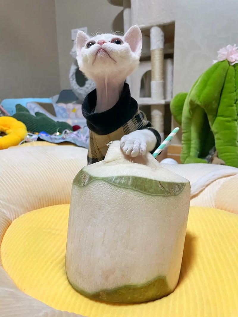 猫咪对椰汁的喜爱,迷恋椰子汁水的猫咪