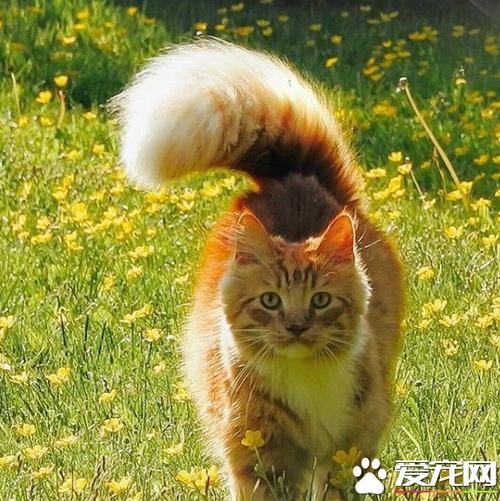 猫咪的尾巴宛若一柄长鞭,猫咪的尾巴像气球一样大