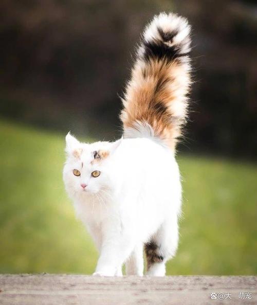 猫咪的尾巴宛若一柄长鞭,猫咪的尾巴像气球一样大
