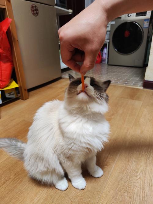 猫咪能否食用胡萝卜,猫咪食用胡萝卜需注意的事项
