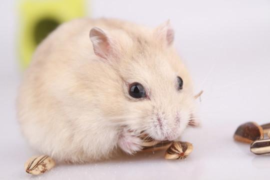 瓜子对仓鼠营养均衡的影响,熟瓜子和生瓜子对仓鼠健康的差异影响