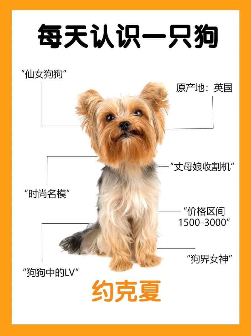 约克夏智商评测,约克夏智商排名中上游