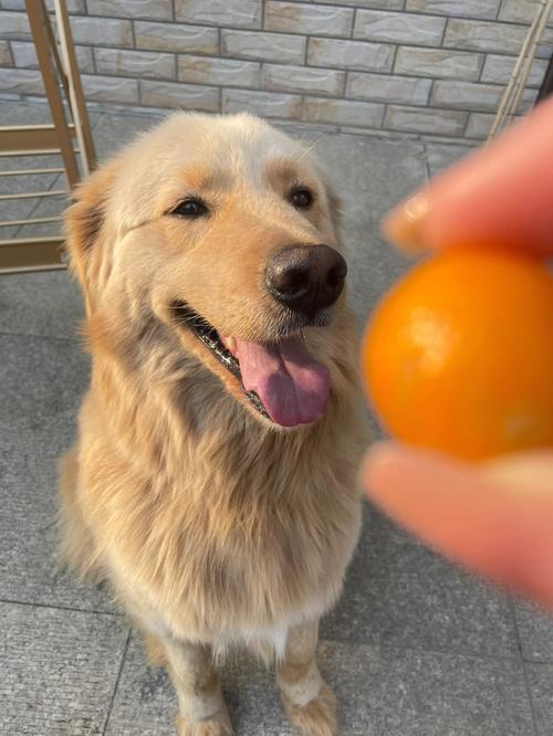 给狗狗吃金桔的禁忌,了解安全食用金桔的注意事项