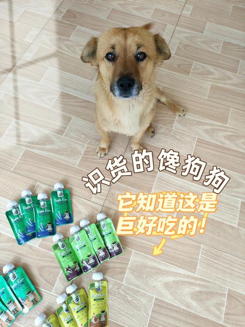 给狗狗选择芒果干的注意事项,芒果干作为狗狗零食的替代选择