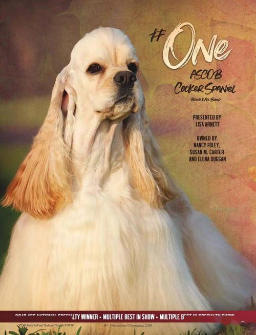 美国可卡犬的起源和培育史,美国可卡犬在犬展上的辉煌