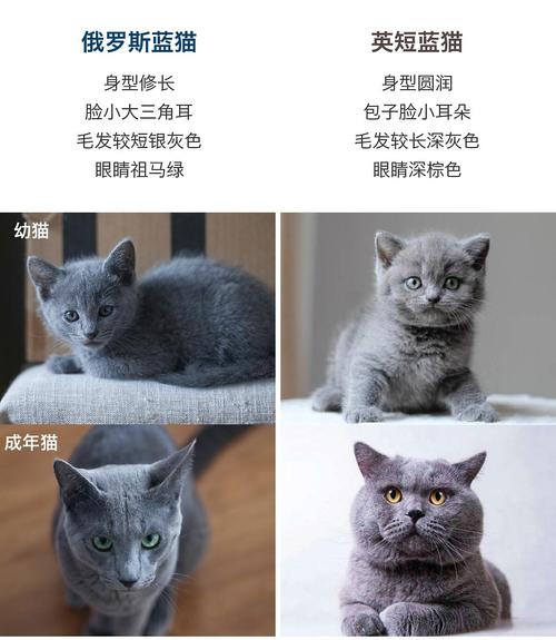 英短蓝猫和蓝猫,带你认识两种猫咪的本质差异