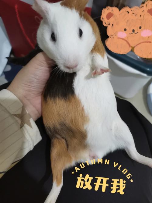 荷兰猪怀孕期多久,荷兰猪怀孕需要几天才能生产