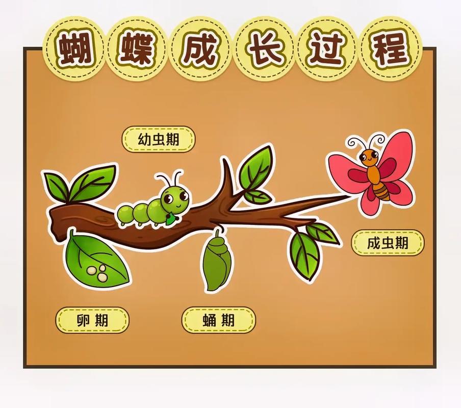 蝴蝶的生命周期,蝴蝶的形态特征