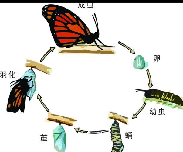 蝴蝶的生命周期,蝴蝶的形态特征